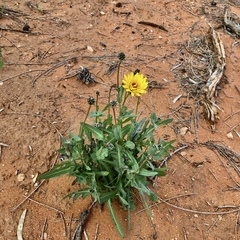 Reichardia tingitana