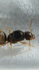 Lasius brevicornis