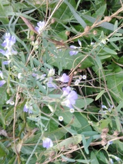 Vicia biennis