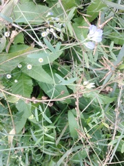 Vicia biennis