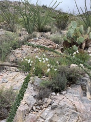 Mandevilla brachysiphon