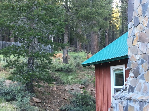 iNaturalist observation photo of Mule Deer