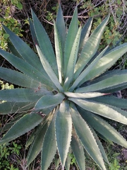Agave macroacantha