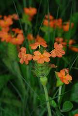 Crossandra greenstockii