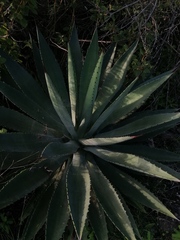 Agave macroacantha