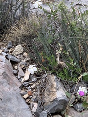 Mandevilla brachysiphon