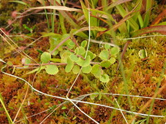 Betula nana