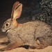 Riverine Rabbit - Photo (c) Jacques van der Merwe, some rights reserved (CC BY-SA), uploaded by Jacques van der Merwe