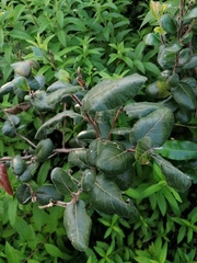 Rhus standleyi