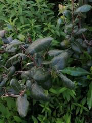 Rhus standleyi
