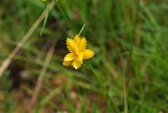 Cyperus sphaerocephalus