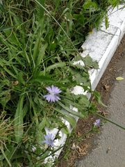 Cichorium intybus