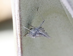 Orgamara reducta