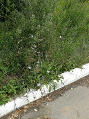 Cichorium intybus