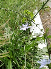 Cichorium intybus