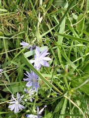 Cichorium intybus
