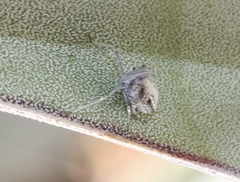 Orgamara reducta