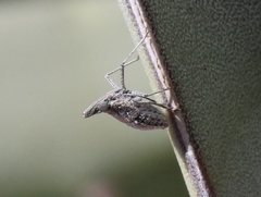 Orgamara reducta