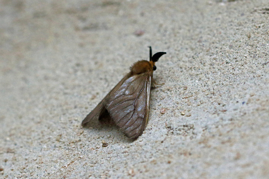 Cadurca