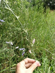 Cichorium intybus