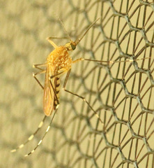 Aedes canadensis canadensis