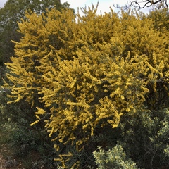 Acacia colletioides