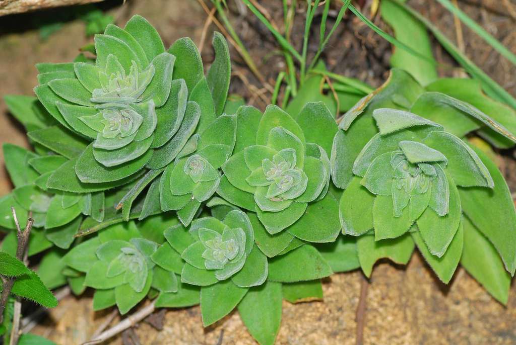 Crassula vaginata