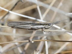 Paropomala pallida