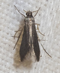 Schreckensteinia erythriella