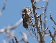 Cacama californica