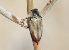 Acmaeodera aurora