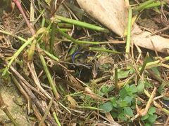 Plestiodon chinensis