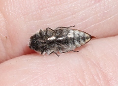 Acmaeodera aurora