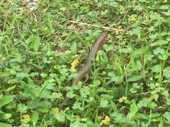 Plestiodon chinensis