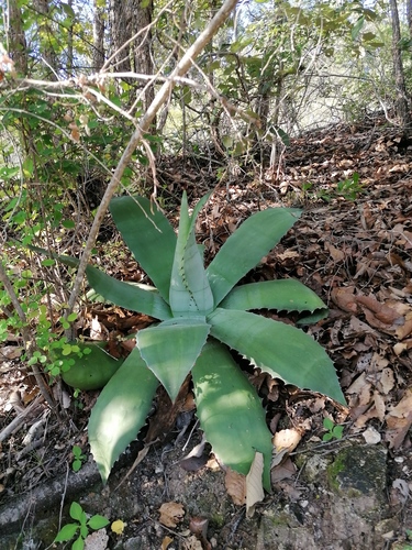 Agave seemanniana