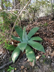 Agave seemanniana