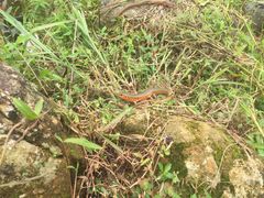 Plestiodon chinensis