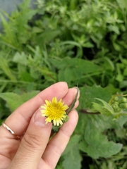 Sonchus oleraceus