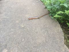 Plestiodon chinensis