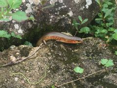 Plestiodon chinensis