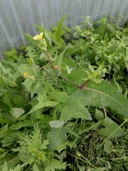 Sonchus oleraceus