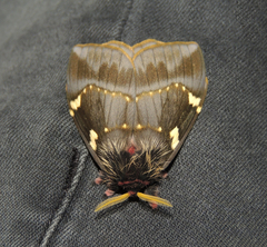 Paradirphia talamancae