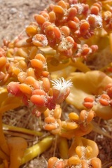 Mesembryanthemum juttae image