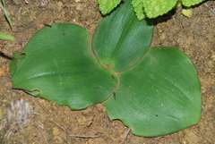 Ledebouria ovatifolia ovatifolia