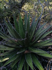 Agave kerchovei