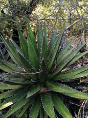 Agave kerchovei