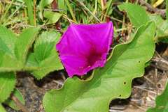 Ipomoea ommanneyi