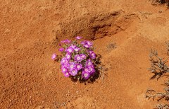 Drosanthemum oculatum