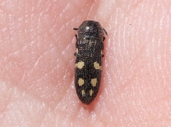 Acmaeoderopsis hassayampae