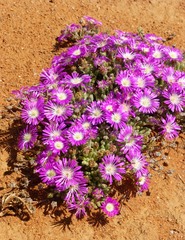 Drosanthemum oculatum